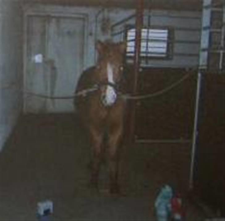 Anden særlig race Speedy Gonzales.. R.I.P - Du er super søde.. elsker dig.. <33 Han´s fødselsdag igen.. de to billeder er taget sammen dag.. billede 8