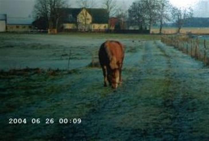 Anden særlig race Speedy Gonzales.. R.I.P - Speedy en kold morgen.. <33 billede 9