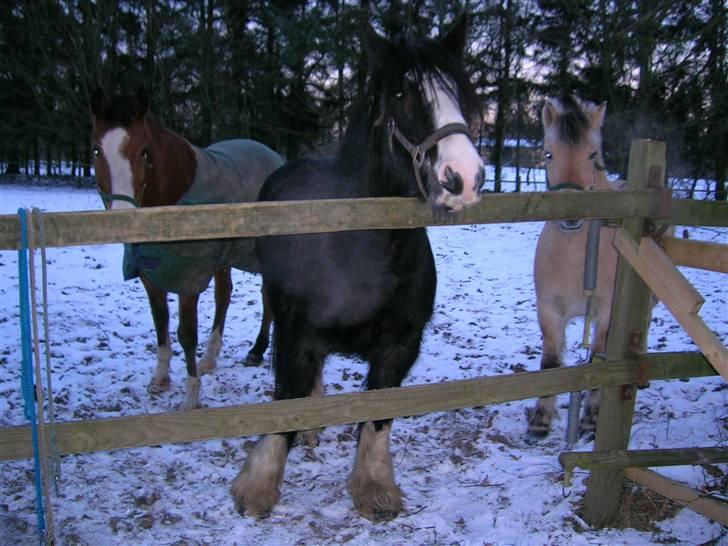 Fjordhest Hercules billede 16
