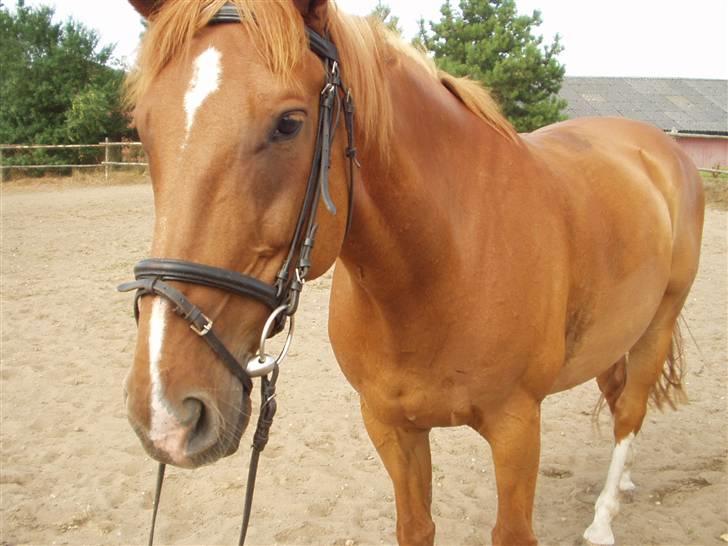 Dansk Varmblod May Julaga R.I.P - Tak for at i gad at kigge med!! billede 20