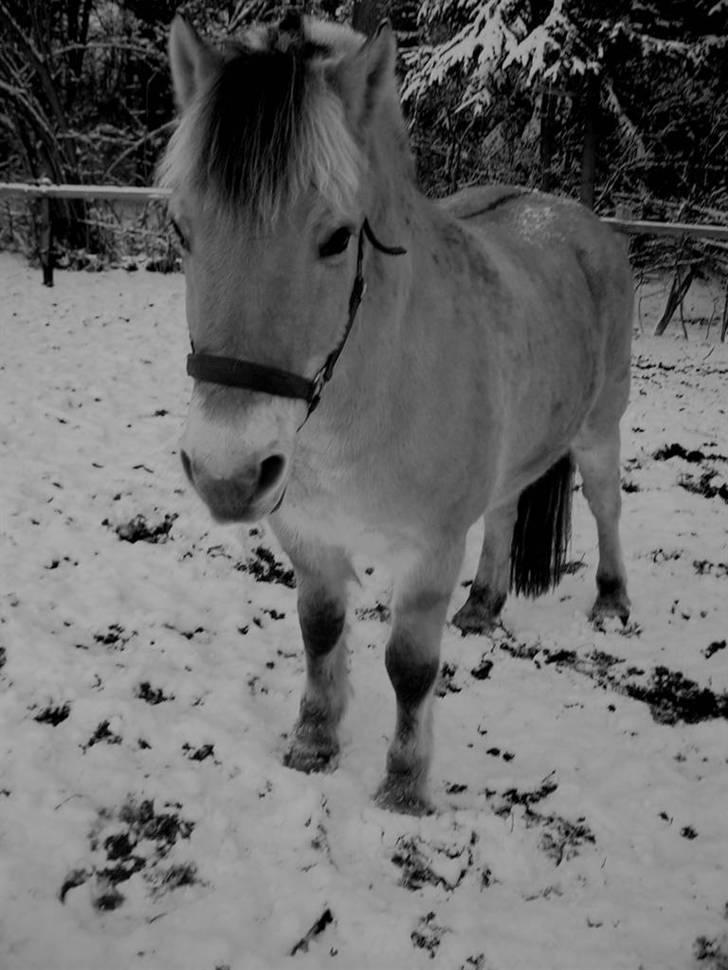 Fjordhest Hercules billede 18