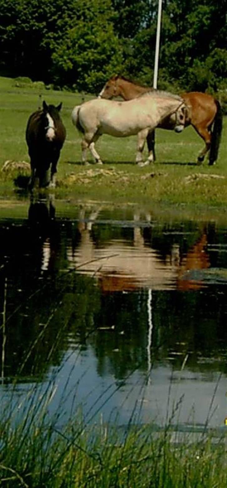 Fjordhest Hercules - Elsker det her billede, Sir Victor ved vandet og Hercu sammen med Sabrina billede 19