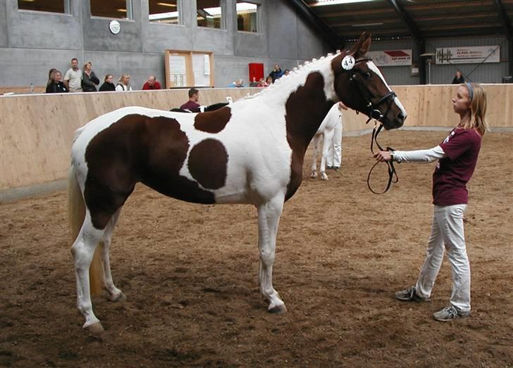 Pinto Padega - Foto: Dan Christiansen billede 10