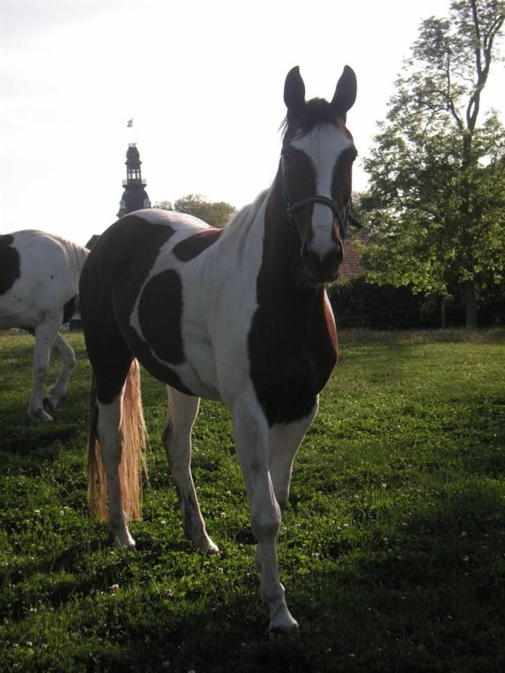 Pinto Padega billede 11