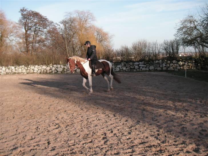 Pinto Padega billede 12