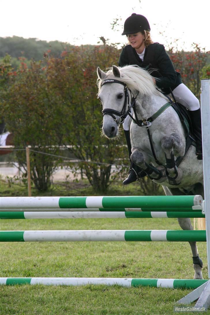 Connemara | Maximilian  - omhop. LA. Ranum.. :o) Foto; Andrea.. billede 7