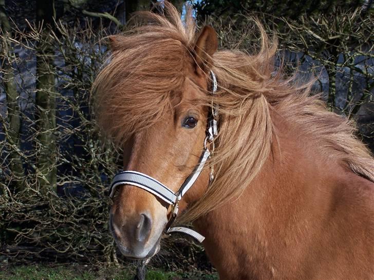 Islænder freyja frá Akureyri - Freyja d. 17/3-2008 i forårssolen og vinden billede 1