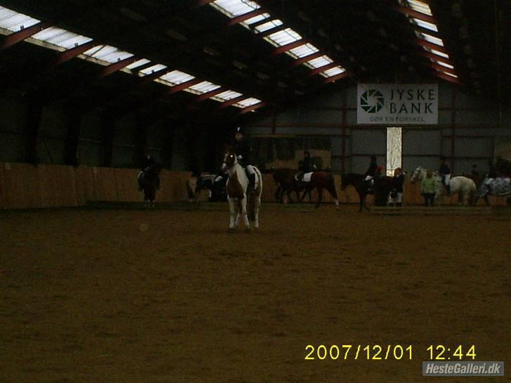 Pinto HOKUSPOKUS - Hokuspokus og jeg - Dressurstævne på KOOR billede 18