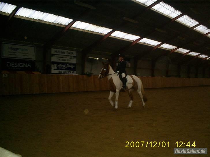 Pinto HOKUSPOKUS - Hokuspokus og jeg - Dressurstævne på KOOR billede 19