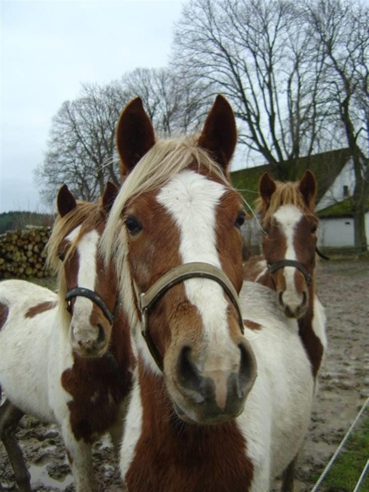 Pinto Kaluu Nyberg udlånt  - Kaluu med hendes søstre en våd decemberdag 2007 billede 1