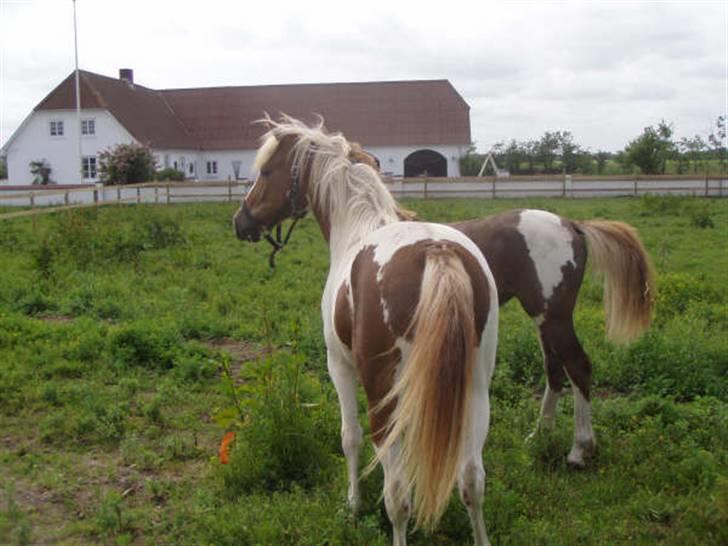 Pinto Kaluu Nyberg udlånt  - Kaluu som plag billede 2