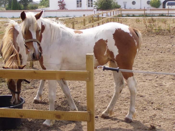 Pinto Kaluu Nyberg udlånt  - kaluu som plag i jylland billede 3