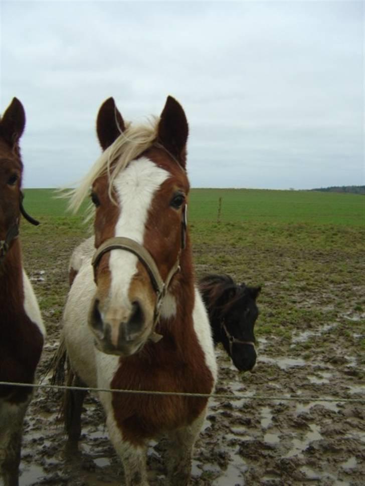Pinto Kaluu Nyberg udlånt  - kaluu dember 2007 billede 4