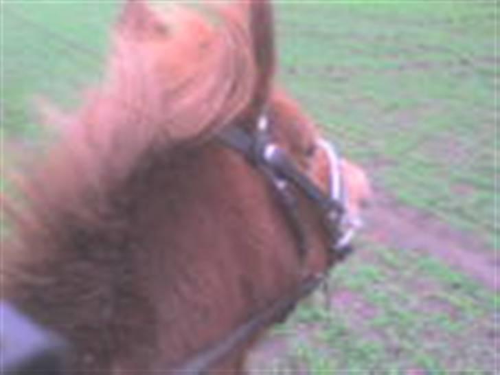 Anden særlig race Lyn Star - R.I.P - smukken på tur:) ligner lidt en lama bag fra billede 2