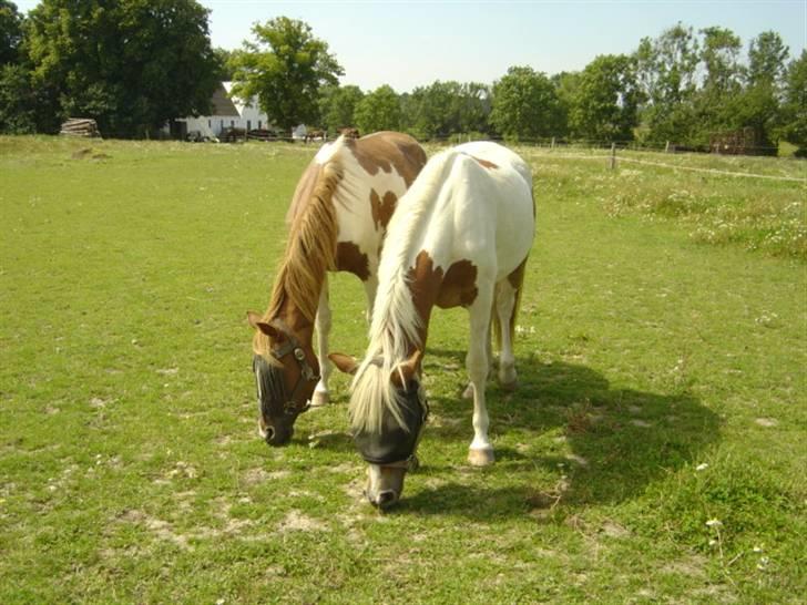 Pinto Kaluu Nyberg udlånt  - kaluu august 2007. lige ankommet og viger ikke et skridt fra sin søster billede 5