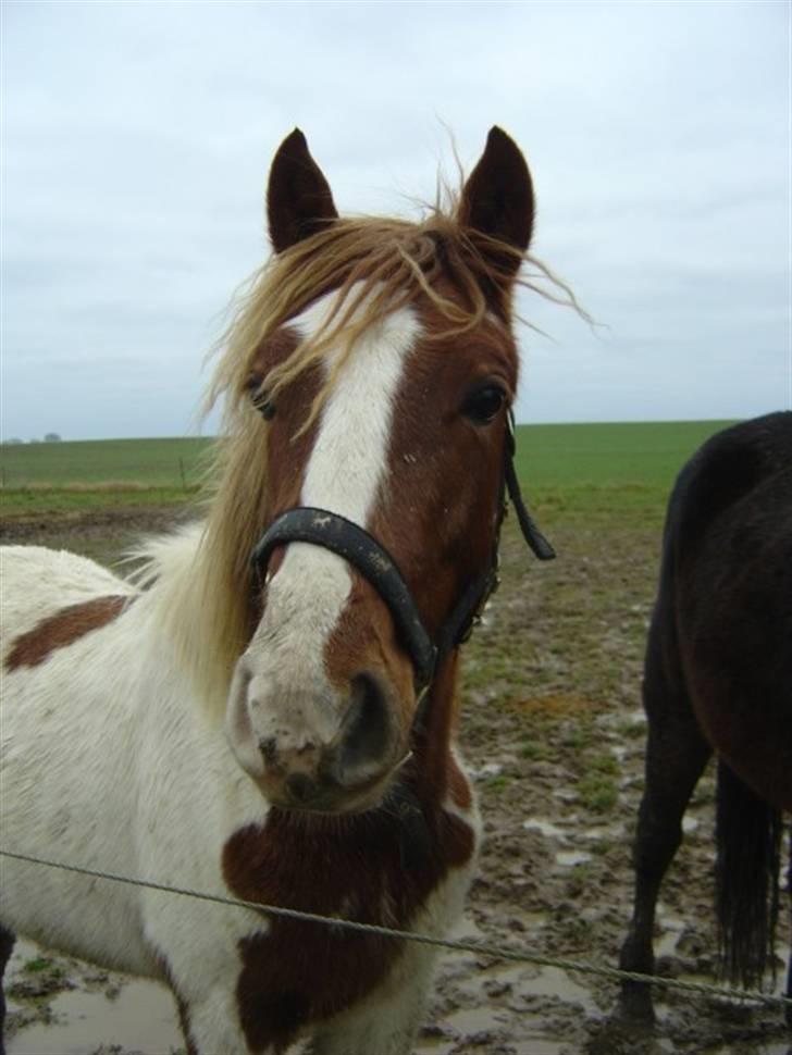 Pinto Kazella Nyberg - december 07. mudder og atter mudder billede 9