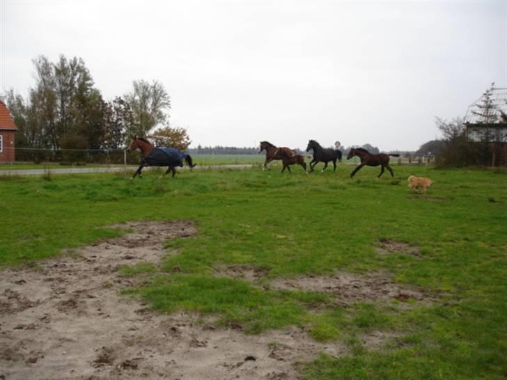 Dansk Varmblod Amour´s Don Cacier solgt billede 12