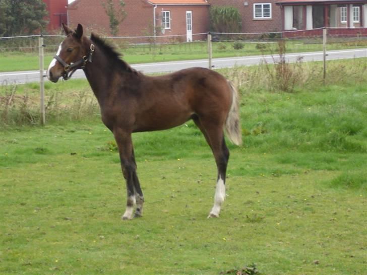 Dansk Varmblod Amour´s Don Cacier solgt billede 14