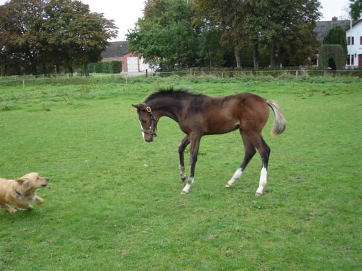 Dansk Varmblod Amour´s Don Cacier solgt billede 17