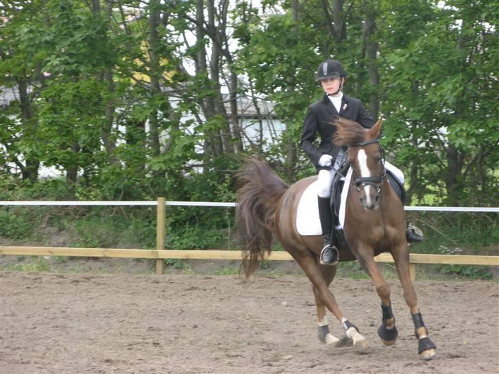 Hollandsk Sportspony filur  - stævne i byllerupbov der fik jeg en tredje plads i lc 3. billede 5