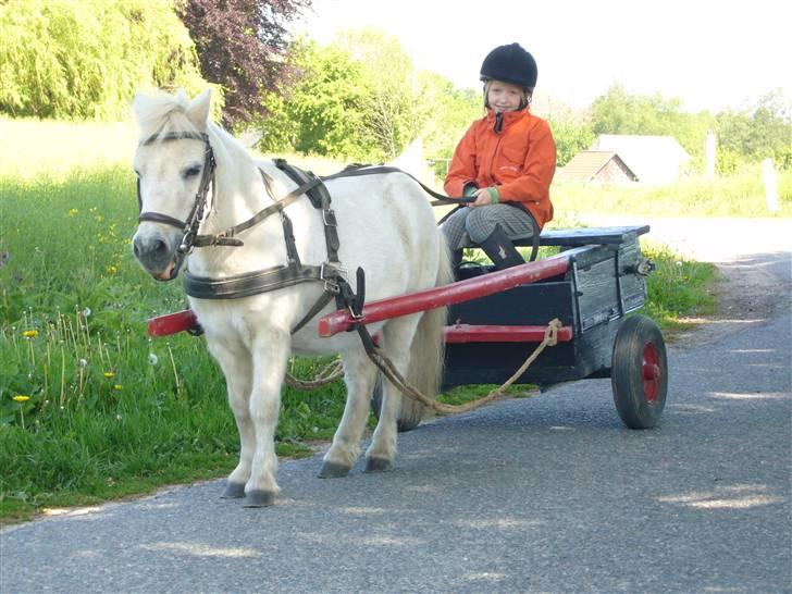 Shetlænder Jolly aflivet R.I.P:* - Jolly er en rigtiiig god køre hest hiijh:) billede 2