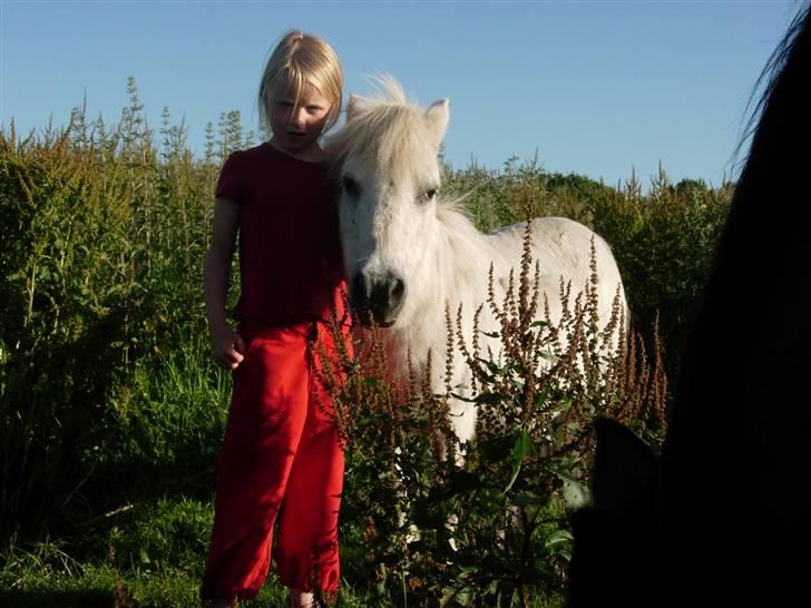 Shetlænder Jolly aflivet R.I.P:* - På folden:) billede 4