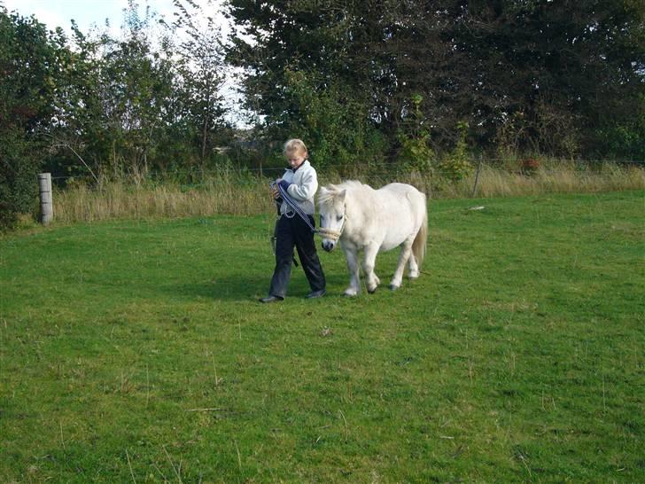 Shetlænder Jolly aflivet R.I.P:* - Jolly skal selvfølge også ind og strigles :)<3 billede 11