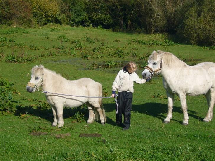 Shetlænder Jolly aflivet R.I.P:* - Come on Casper! <3 .. :)  billede 13