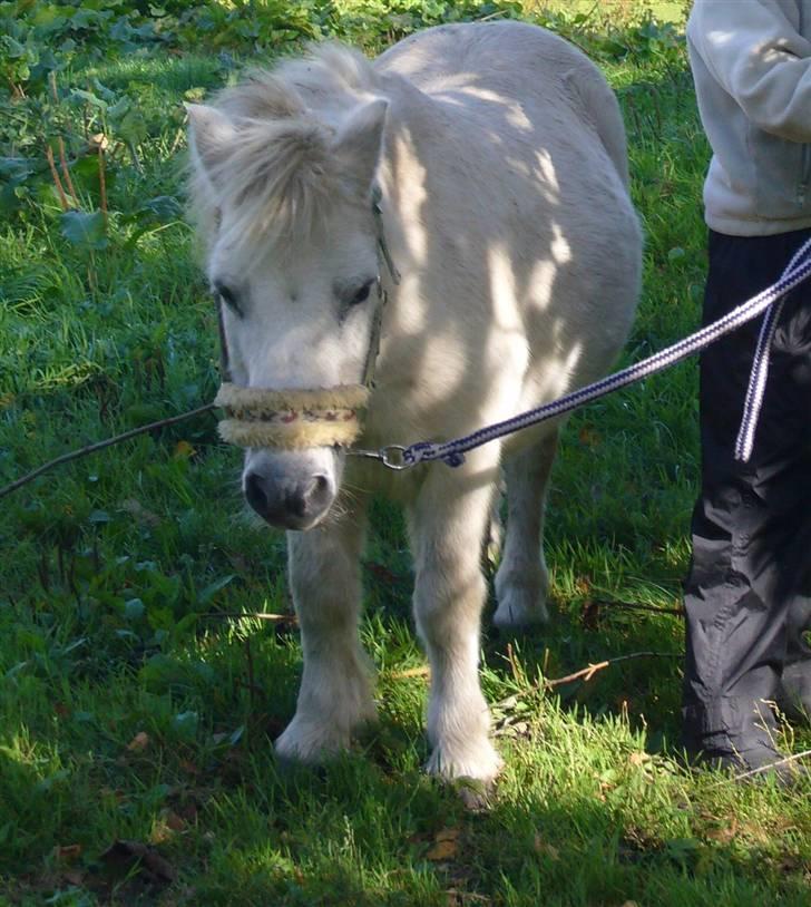 Shetlænder Jolly aflivet R.I.P:* - MIig,mig, og atter miig! billede 14