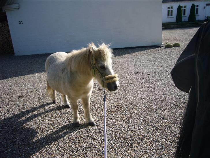 Shetlænder Jolly aflivet R.I.P:* - Halloo jeg er her også:)! billede 15