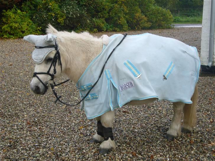 Shetlænder Jolly aflivet R.I.P:* - Med fuldt kostume:) billede 16