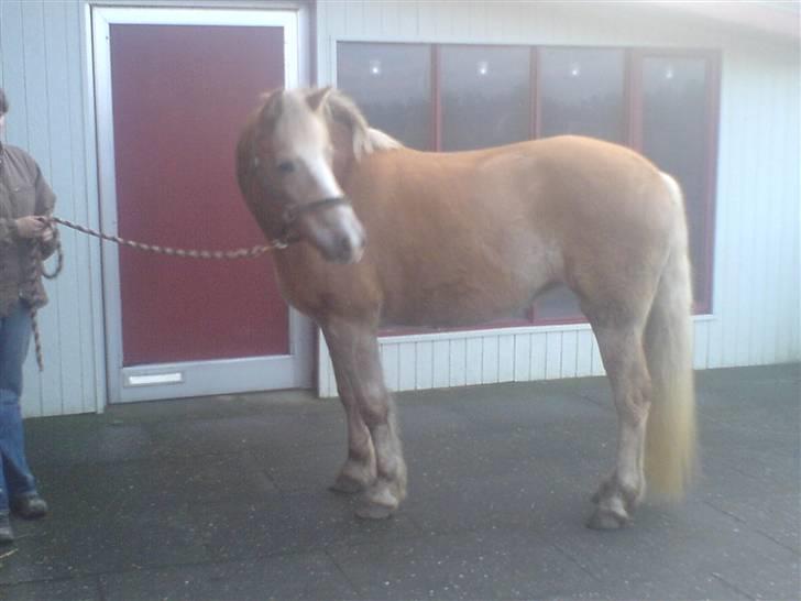 Tyroler Haflinger Fenny billede 15