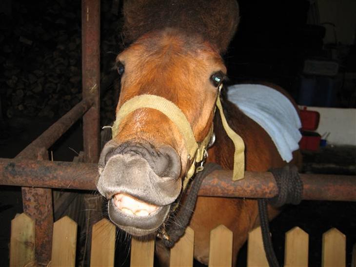 {{currentPhoto.altText}} billede {{currentPhoto.number}}