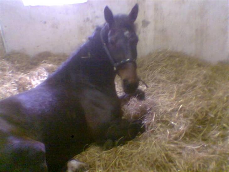 {{currentPhoto.altText}} billede {{currentPhoto.number}}