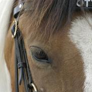 Anden særlig race Spotty