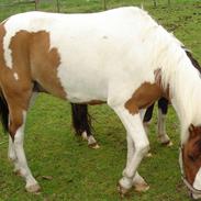 Anden særlig race Spotty