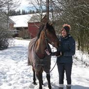 DSP Bæklunds Lango *SOLGT*