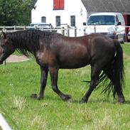 Welsh Cob (sec D) Solgaarden's Ganda