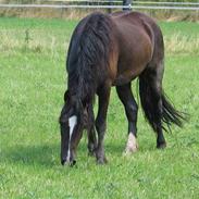 Welsh Cob (sec D) Solgaarden's Ganda