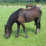 Welsh Cob (sec D) Solgaarden's Ganda