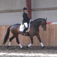 Dansk Varmblod Conquest