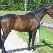 Dansk Varmblod Conquest