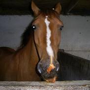 Hollandsk Sportspony Cesar Solgt