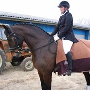 Dansk Varmblod Lamor