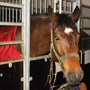 Dansk Varmblod Lamor