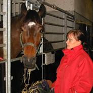 Dansk Varmblod Lamor