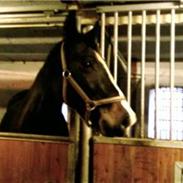 Anden særlig race Serena