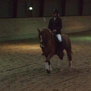 Anden særlig race Sarah Jane