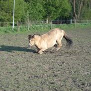 Anden særlig race Golden Wonder