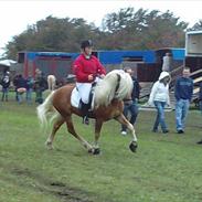 Haflinger Amadeos AVLHINGST